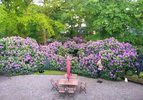 Rhododendren an Terasse