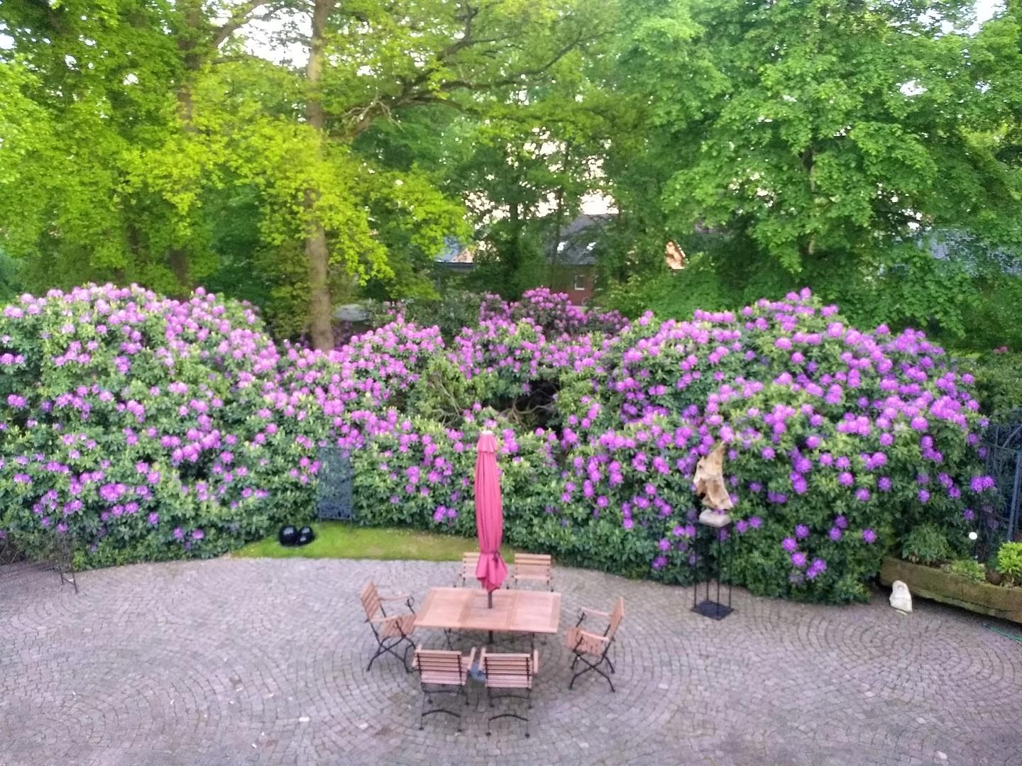 Rhododendren an Terasse