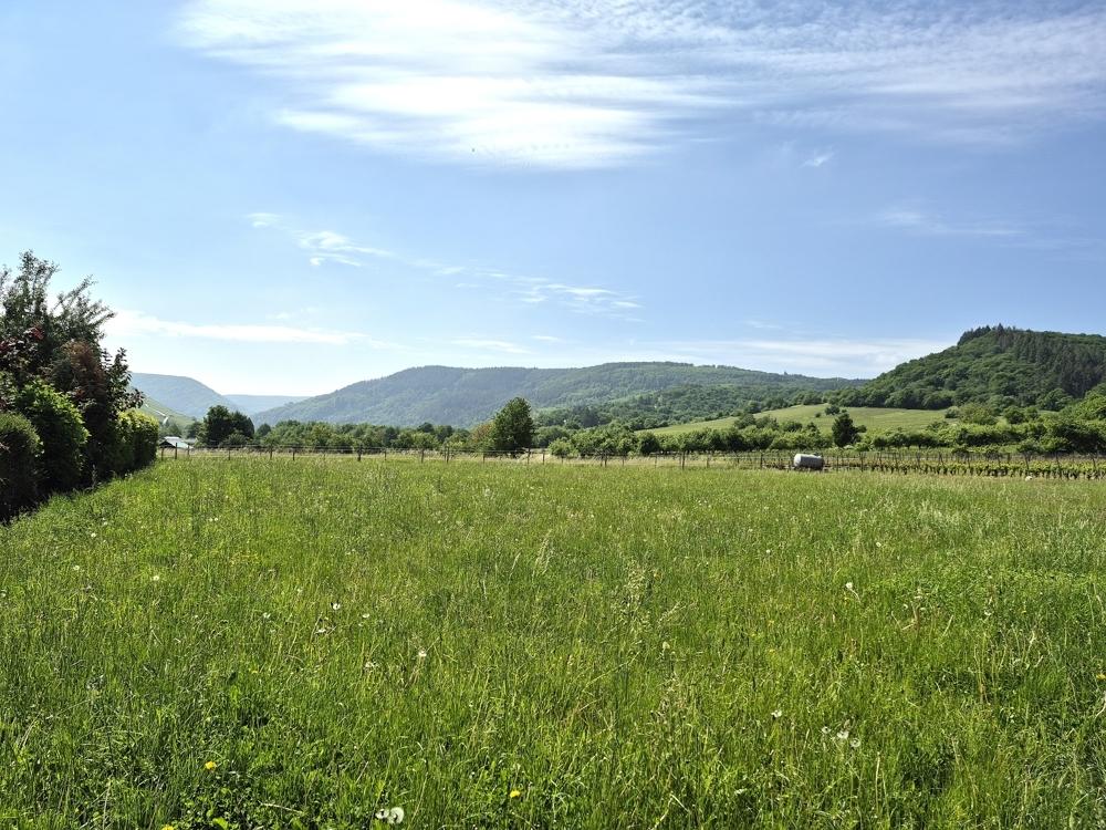 Blick in die Umgebung Richtung Traben-Trarbach vom Nachbargrundstück