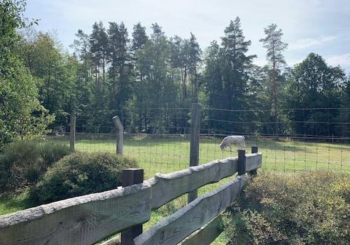 Blick zur Weide