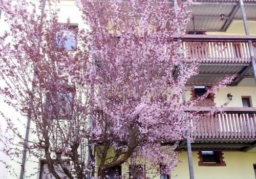 Garten- Blühender Baum