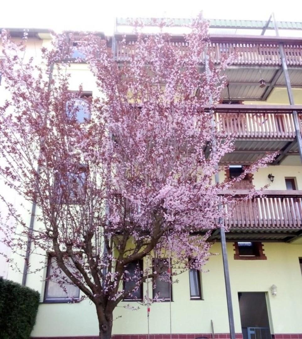 Garten- Blühender Baum