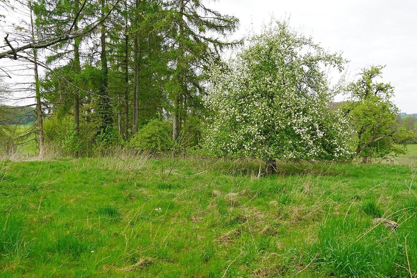 Apfelbaum mit Wiese