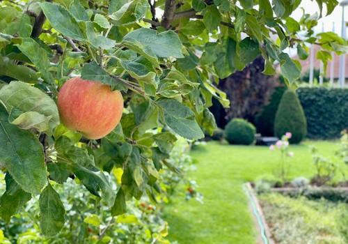 Apfelbaum im Garten