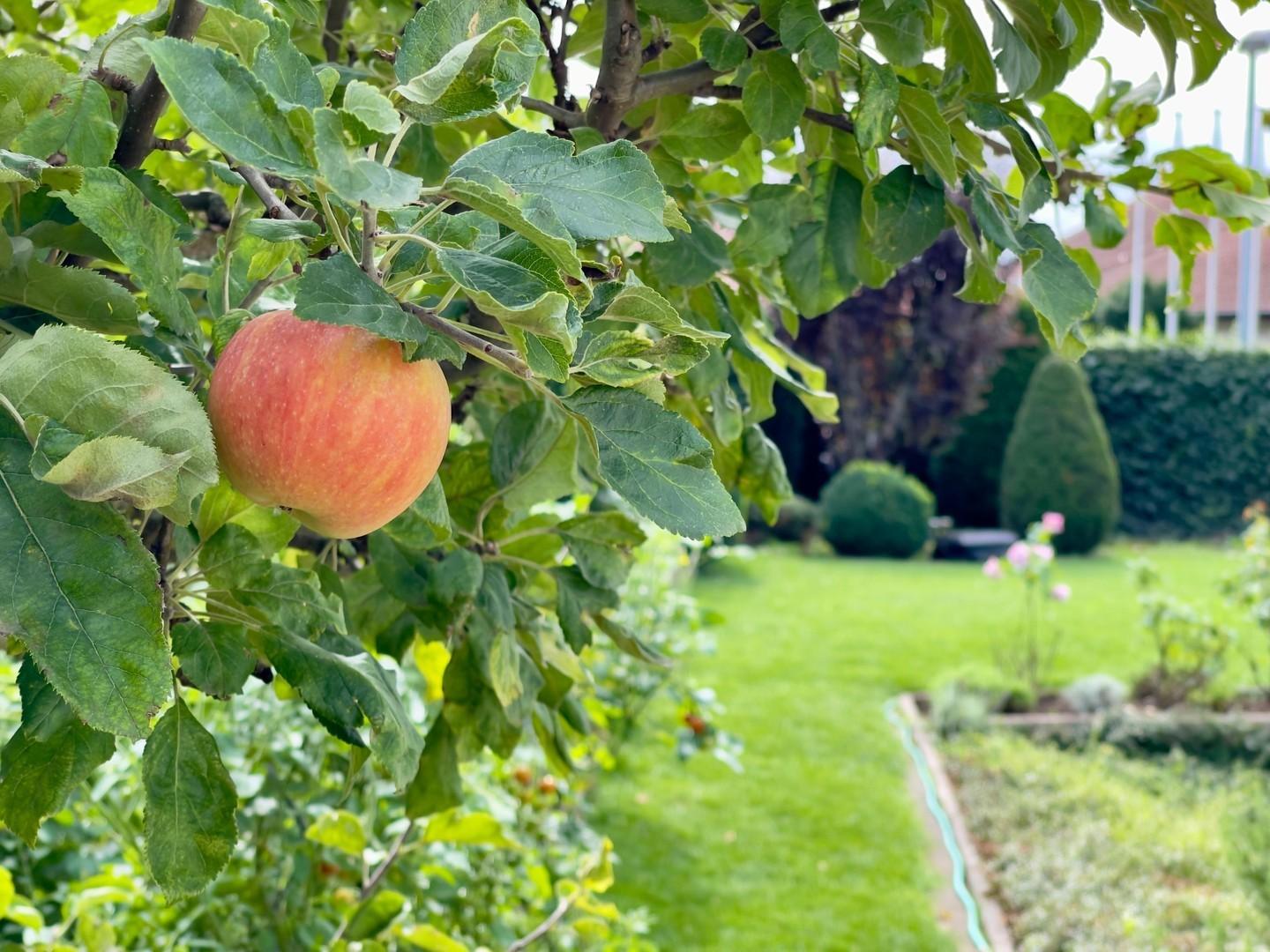 Apfelbaum im Garten