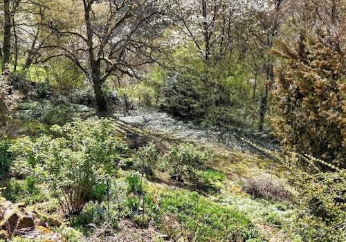 KI-generiert: Naturgarten unterhalb des Hauses