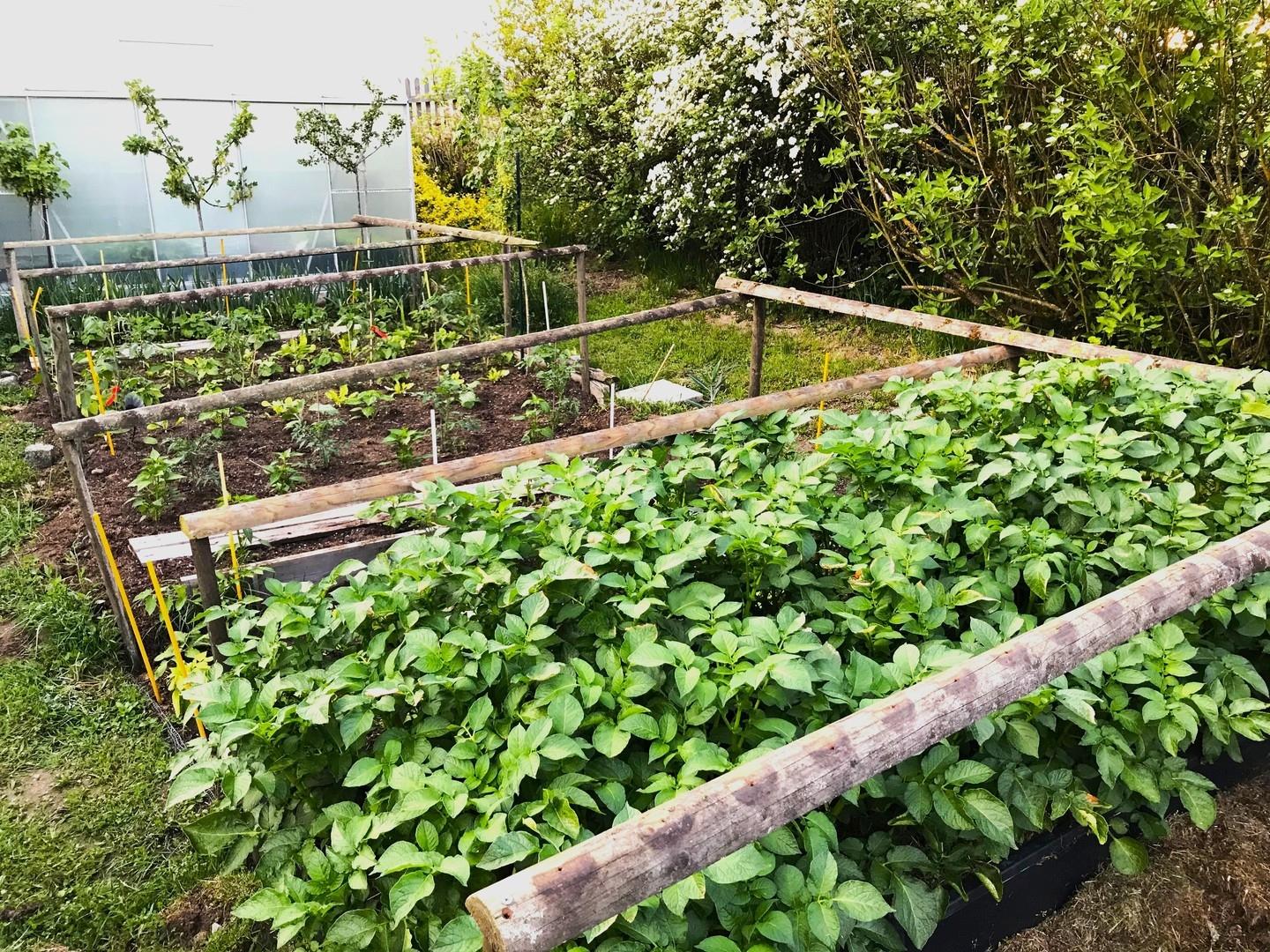 Gemüsegarten