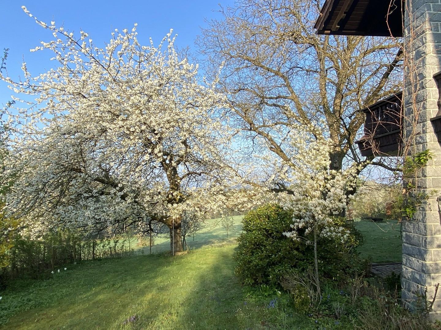Garten Frühjahr