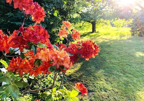 Garten Frühjahr