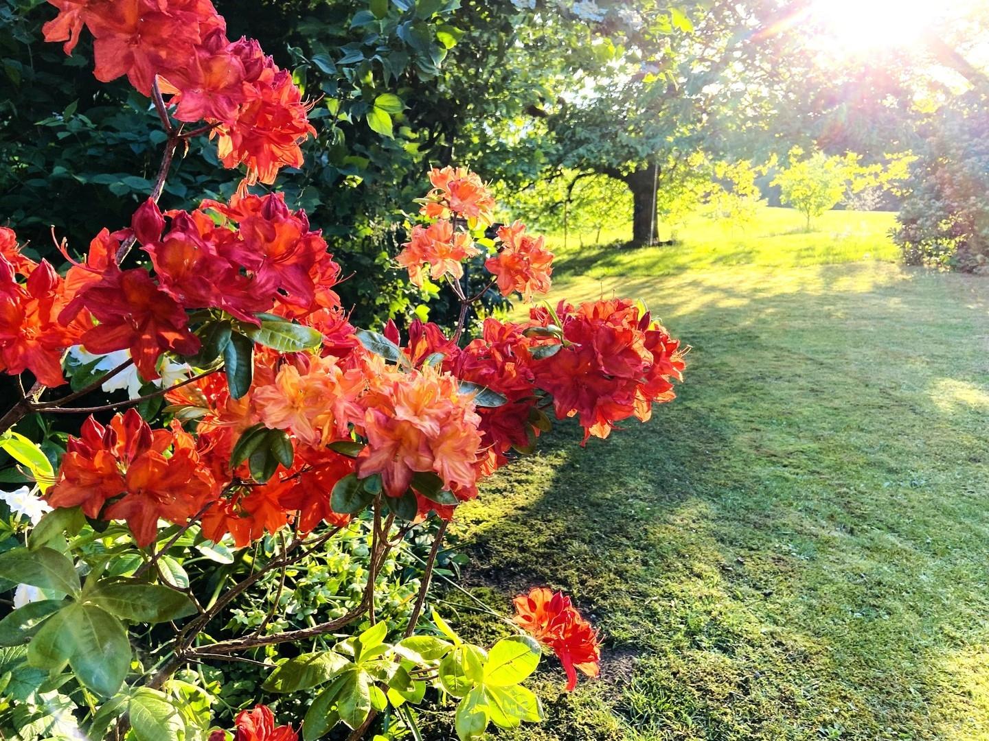 Garten Frühjahr