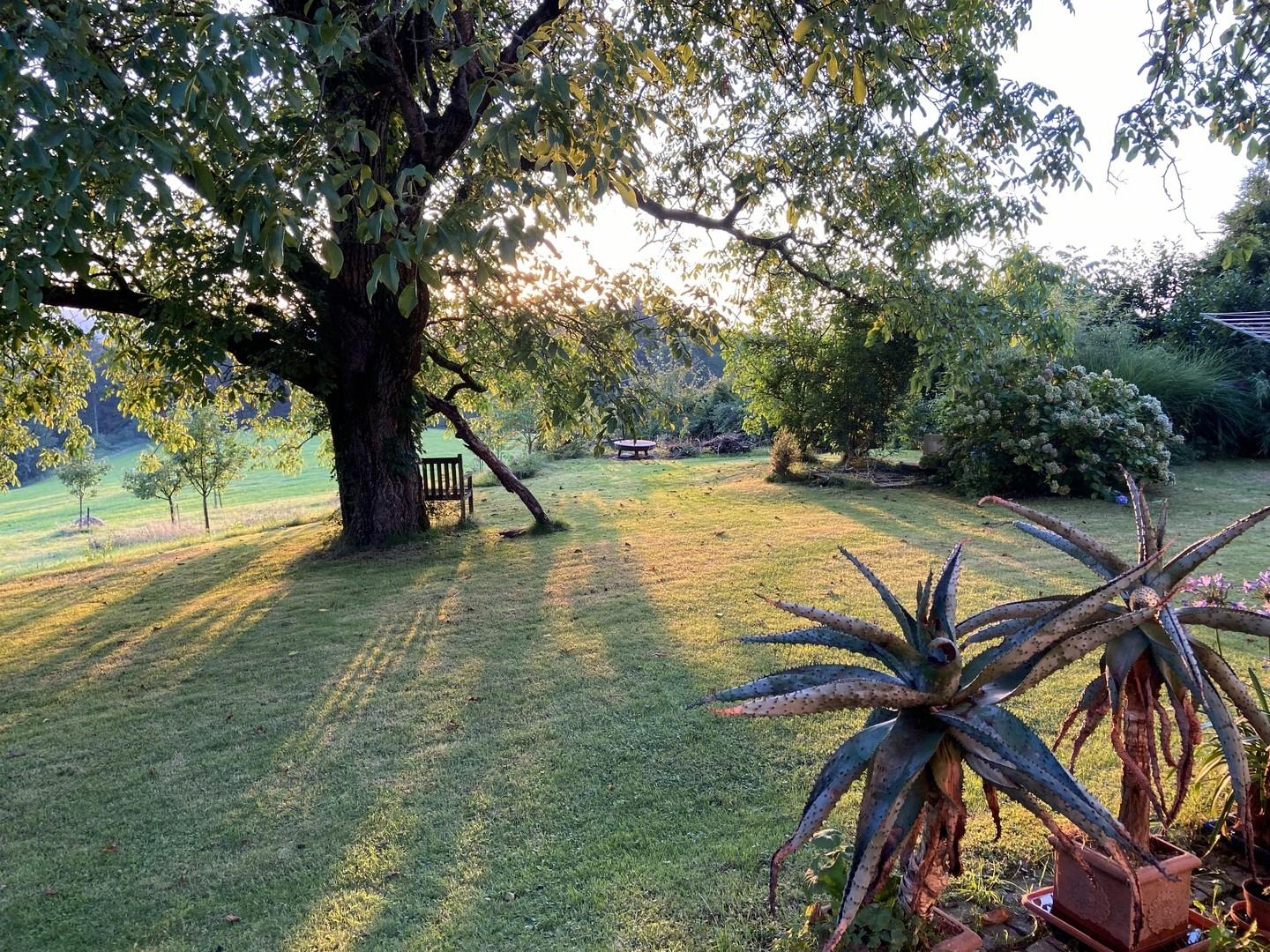 Garten Sommer