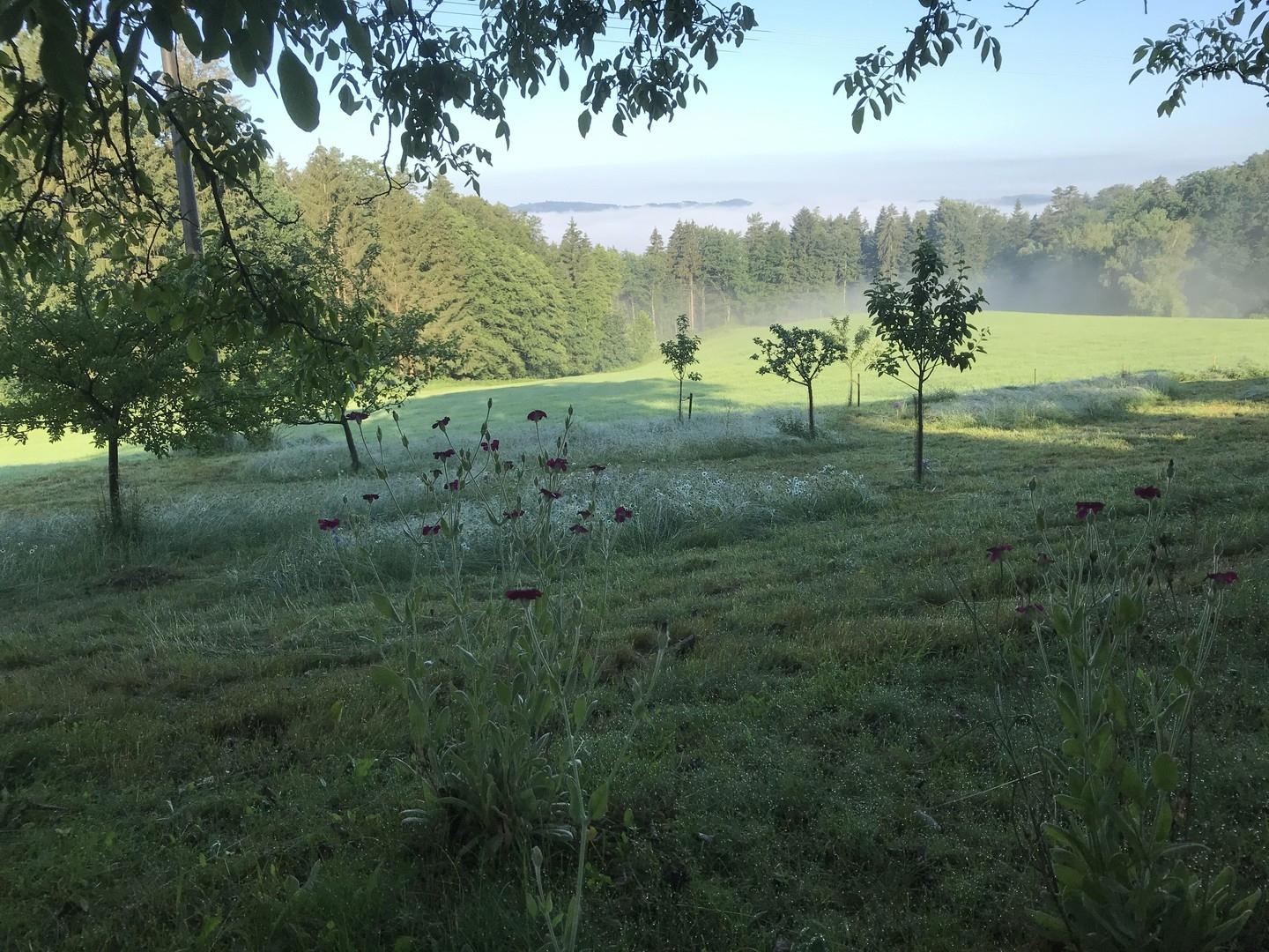 Streuobstwiese