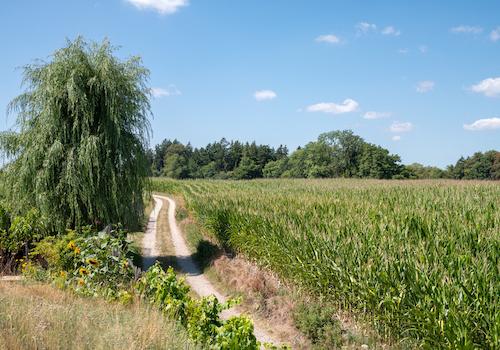 Leben am Feldrand