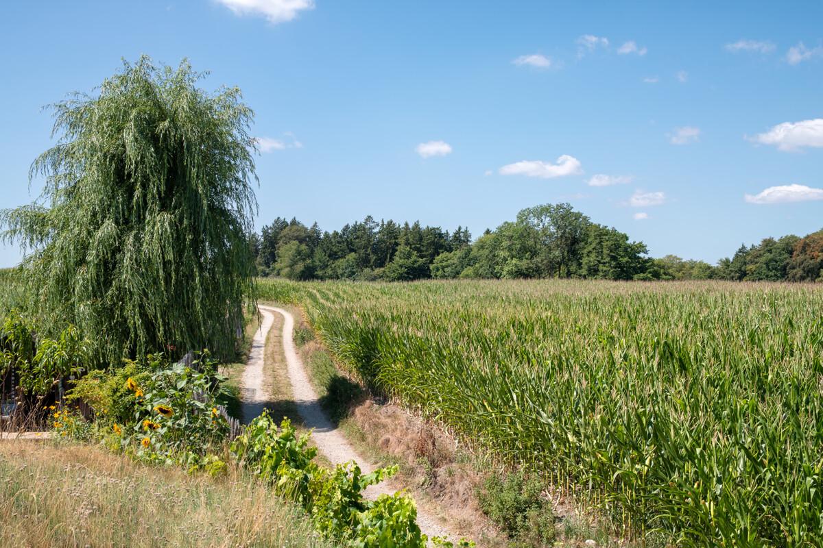 Leben am Feldrand