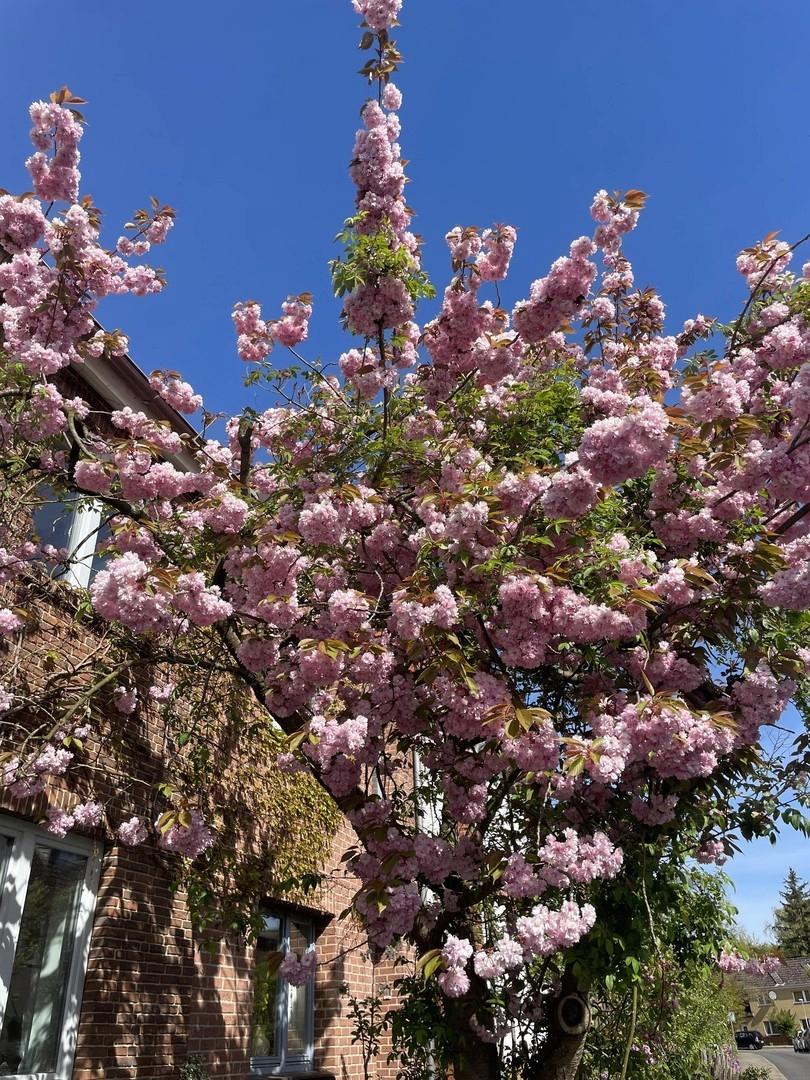Kirschbaumblüte