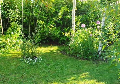 Garten hinterer Bereich