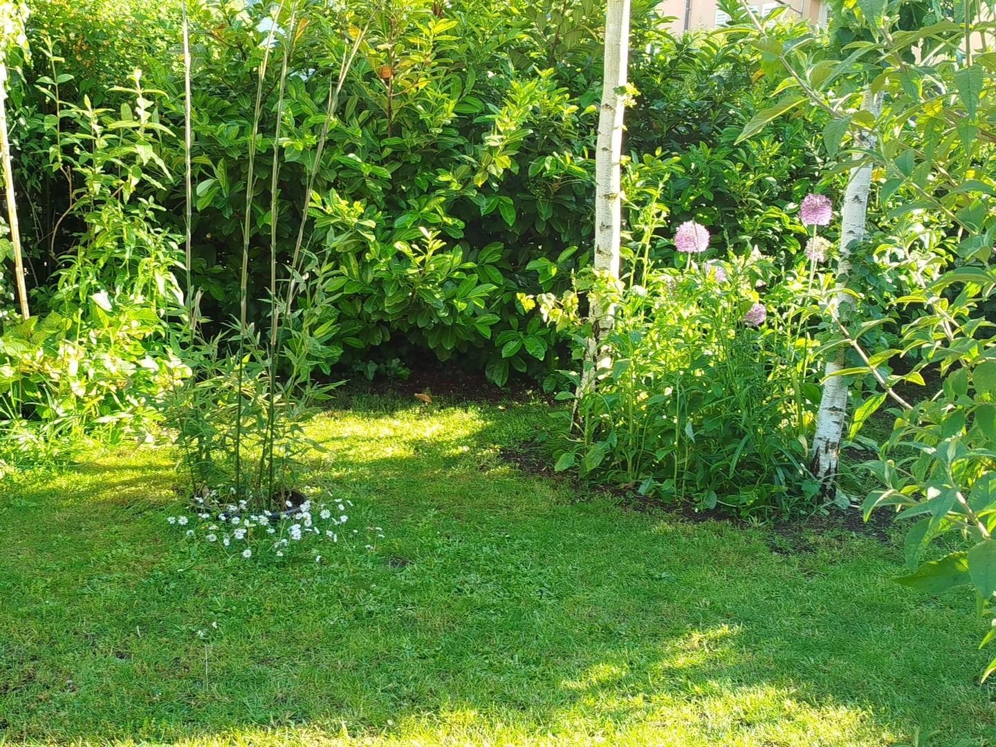 Garten hinterer Bereich