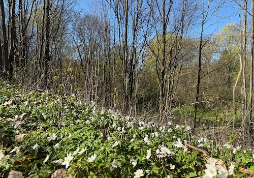 Blick in den Wald Panorama 