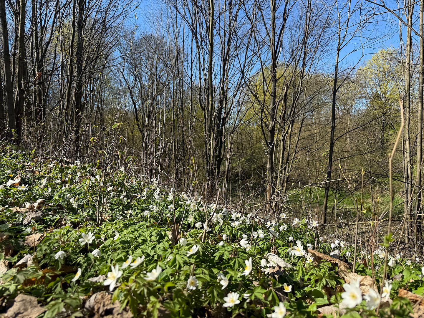 Blick in den Wald Panorama 