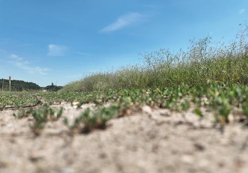 Panoramabild 