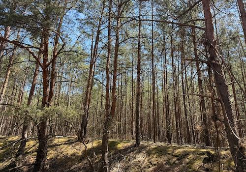 Blick in den Wald 
