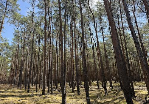 Blick in den Wald 