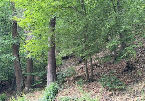 Blick in den Wald 