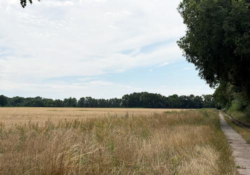 Wirtschaftsweg + Acker 