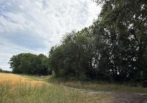 Blick auf den Waldanteil im Süden 