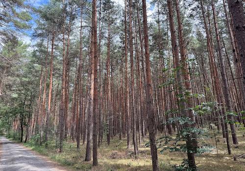 Blick in den Wald 
