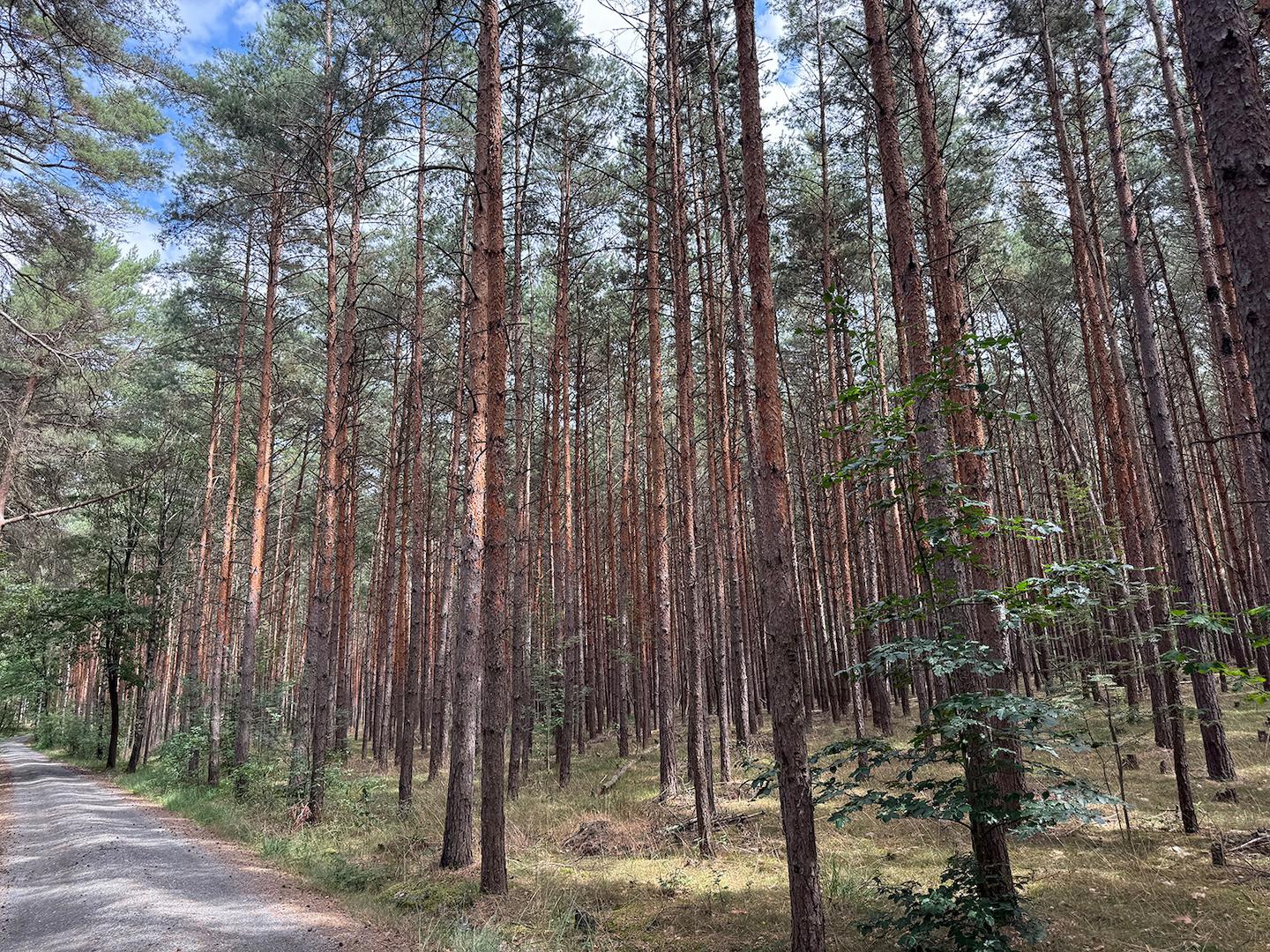 Blick in den Wald 