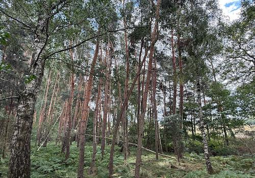 Blick in den Wald 