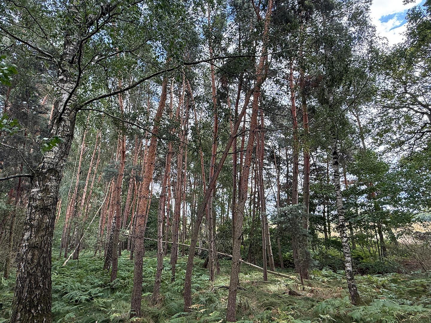 Blick in den Wald 