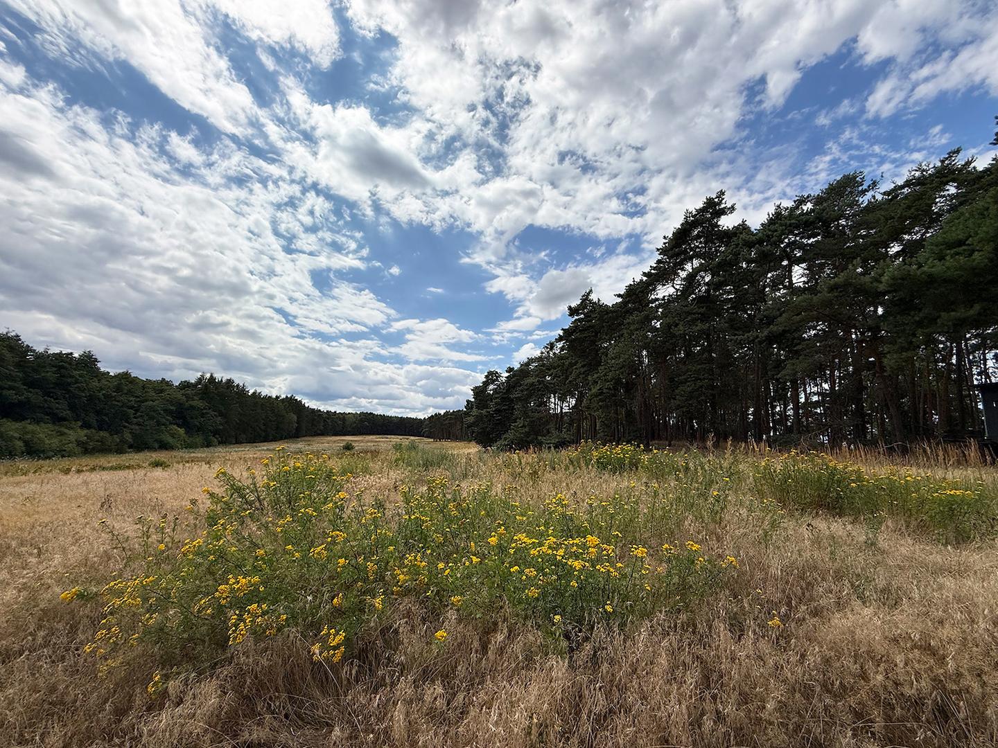 Blick über die Wiese 