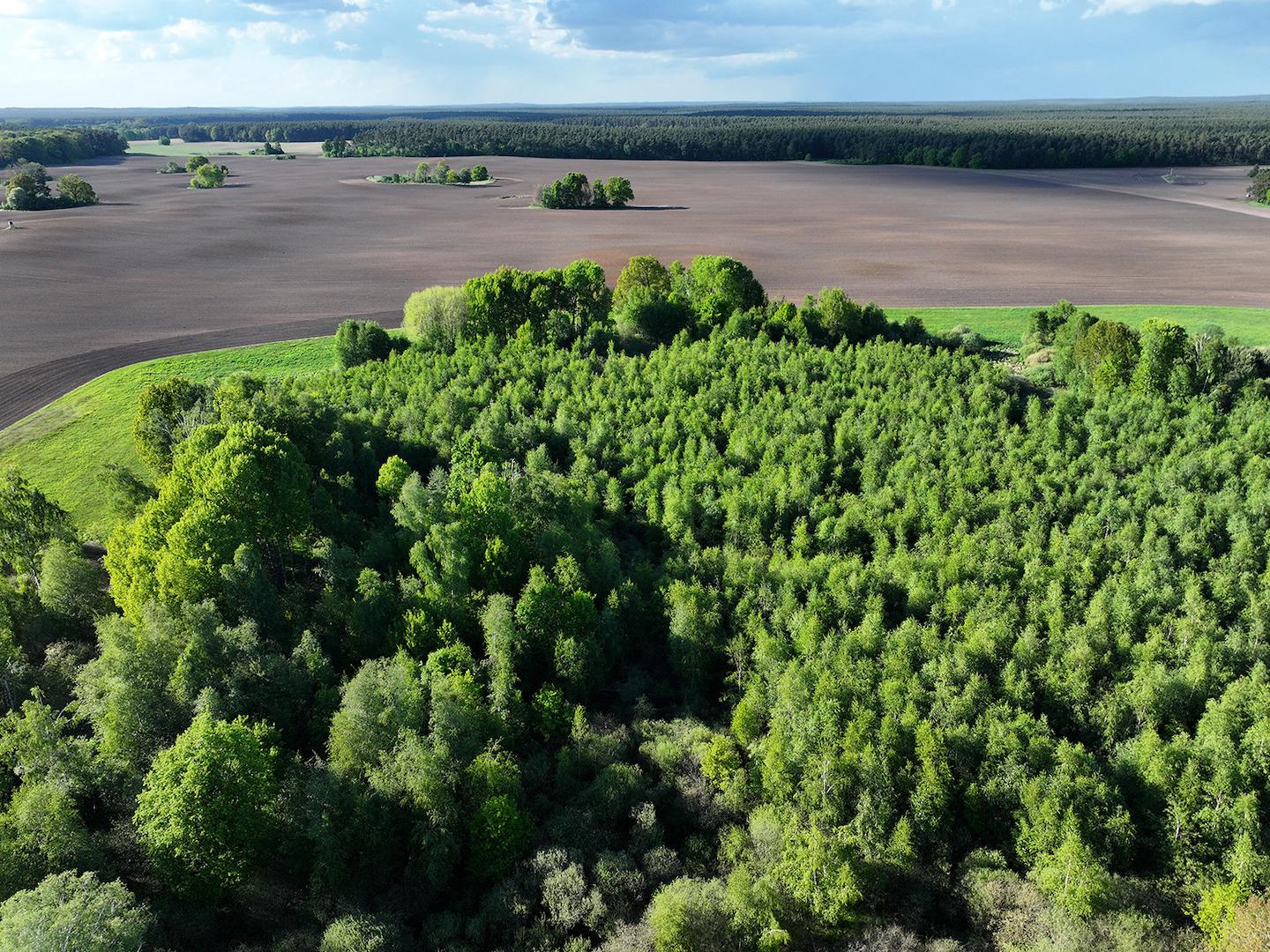 Blick auf den Wald