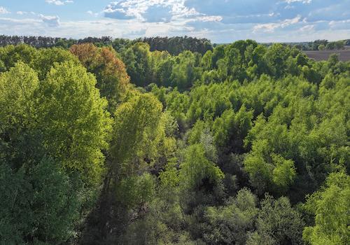 Blick auf die Baumkronen