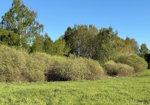 Am Waldrand