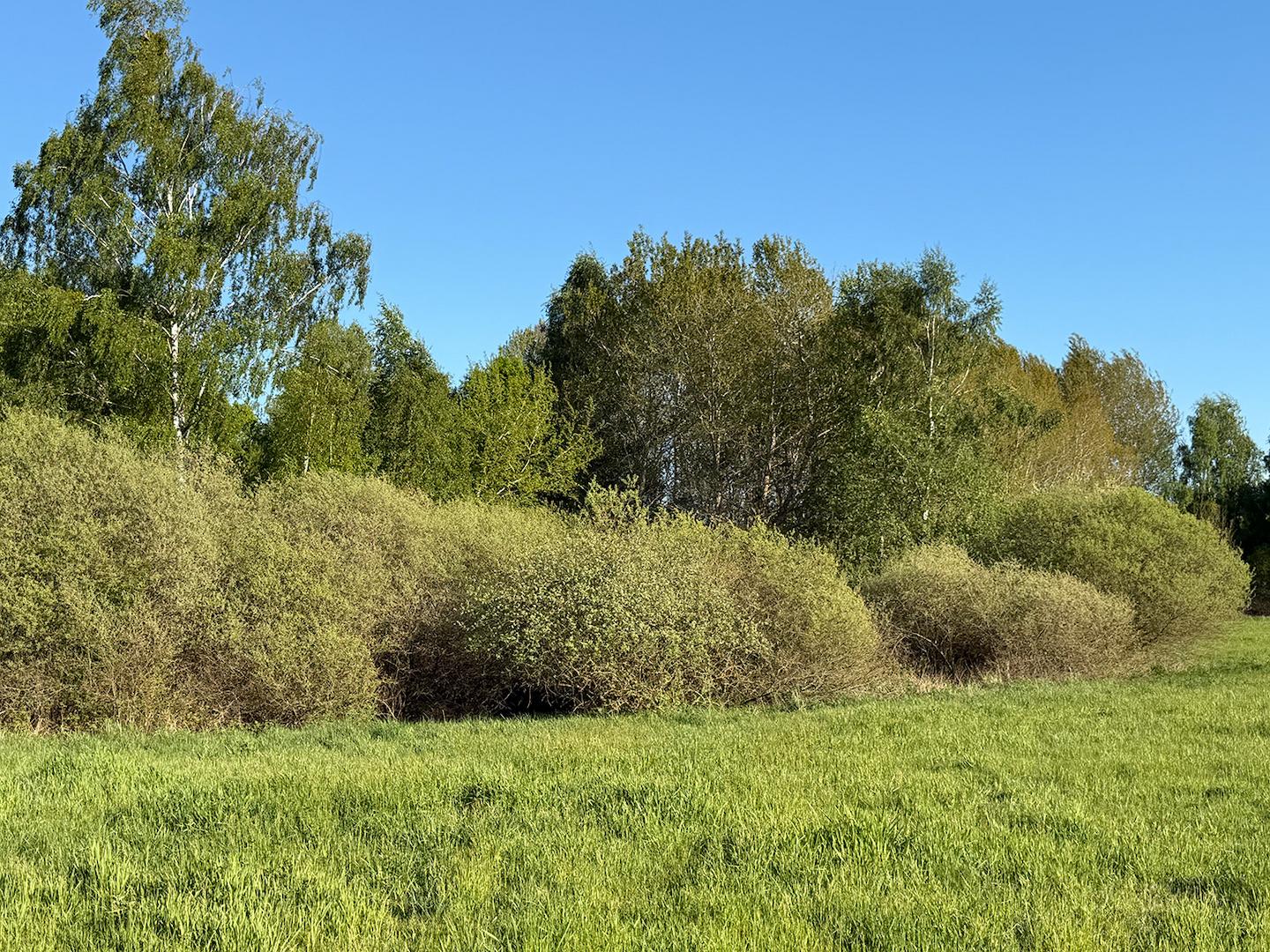 Am Waldrand