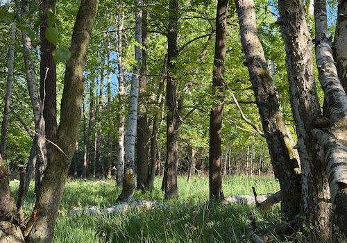 Blick in den Wald