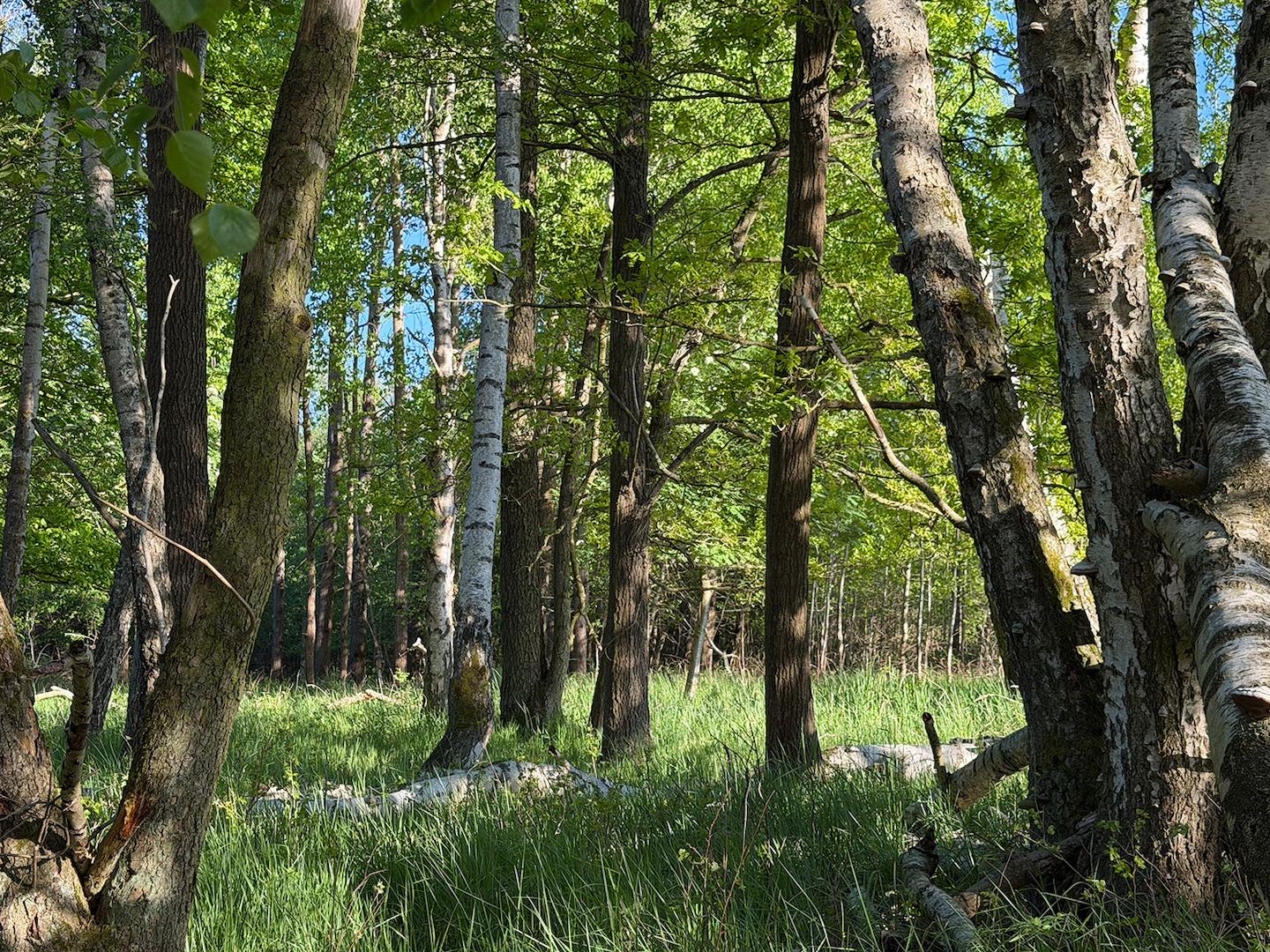 Blick in den Wald