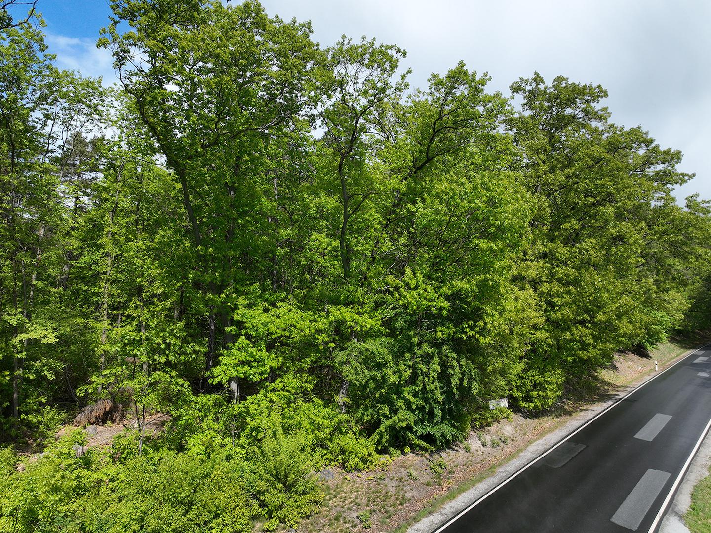 Blick auf den Wald + Zuwegung