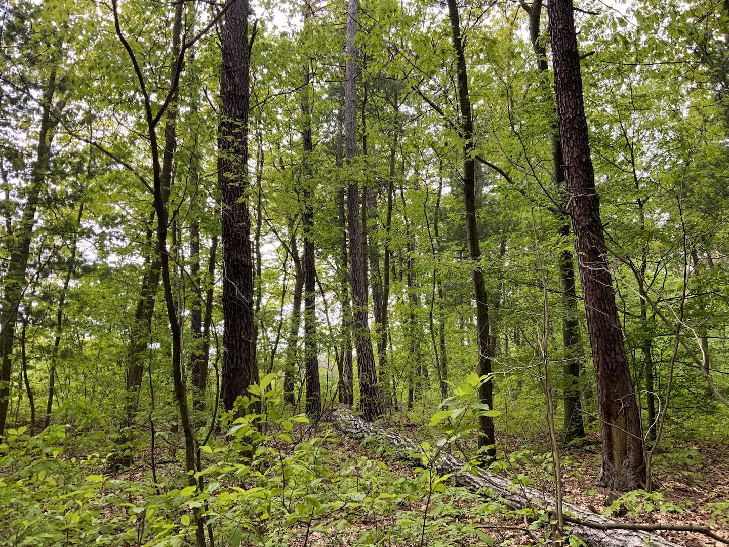 Blick in den Wald 
