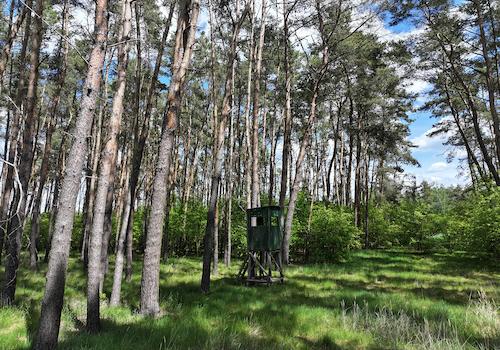 Blick in den Wald