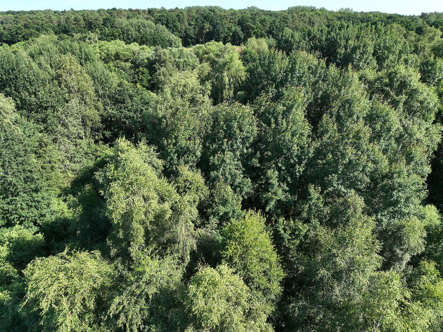 Blick auf die Baumkronen 