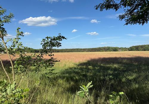 Blick  von der Zuwegung auf das Feld 