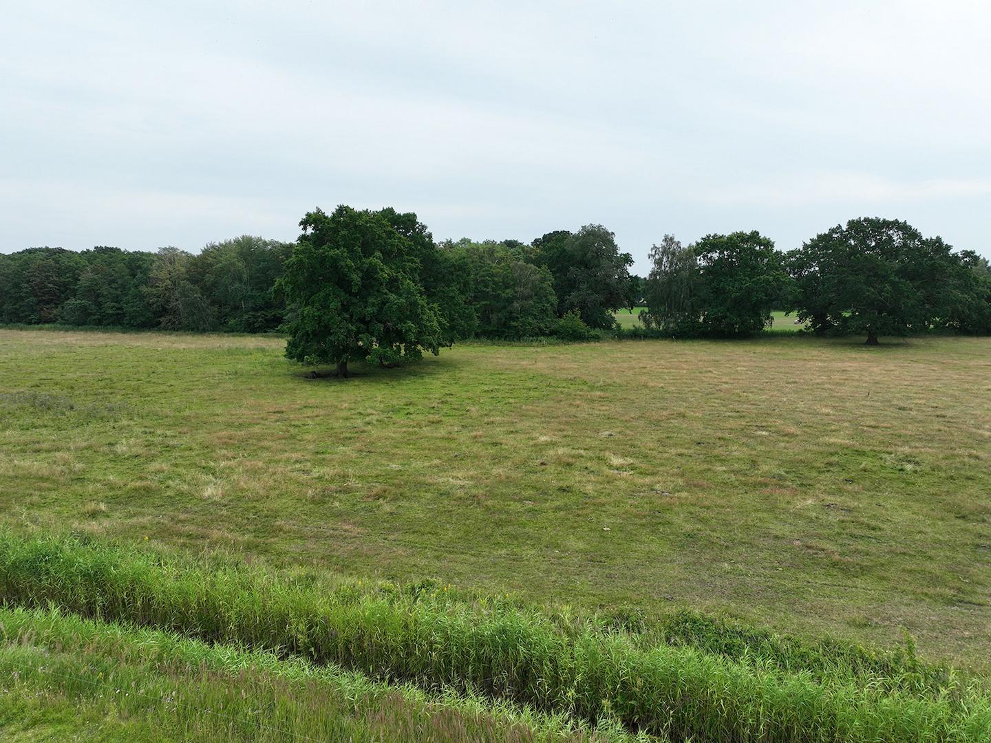 Blick über die Wiese 