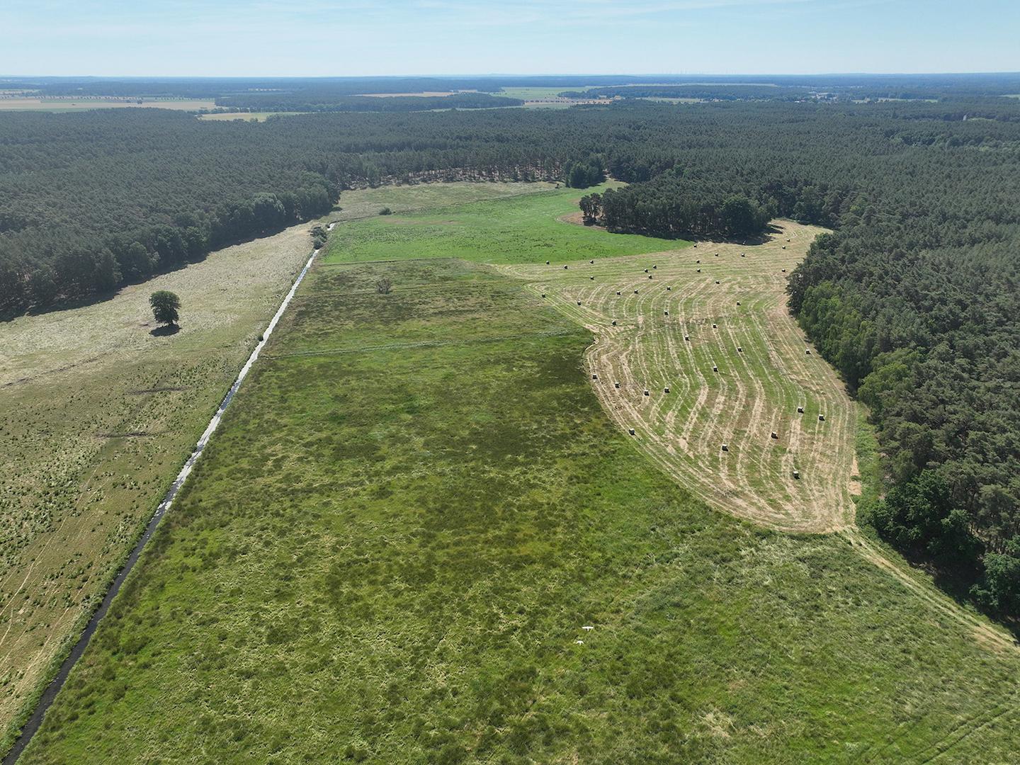 Blick über die WIese Richtung Osten 