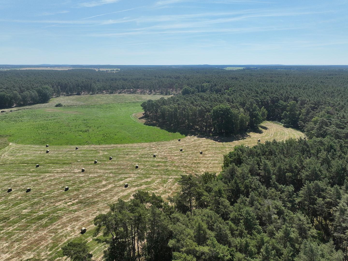 Blick über die Wiese 