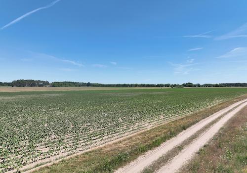Blick vom Wirtschaftsweg 