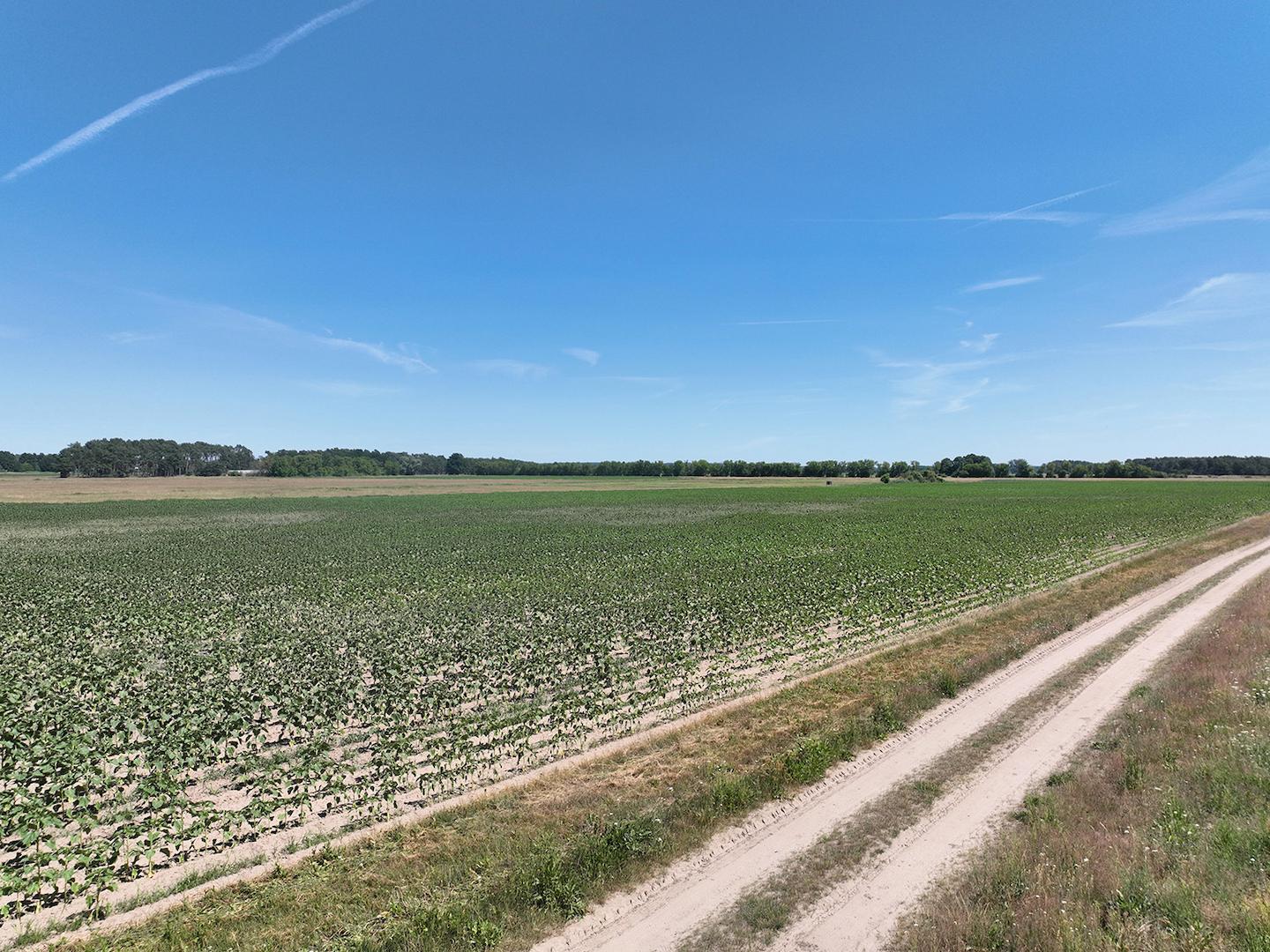 Blick vom Wirtschaftsweg 